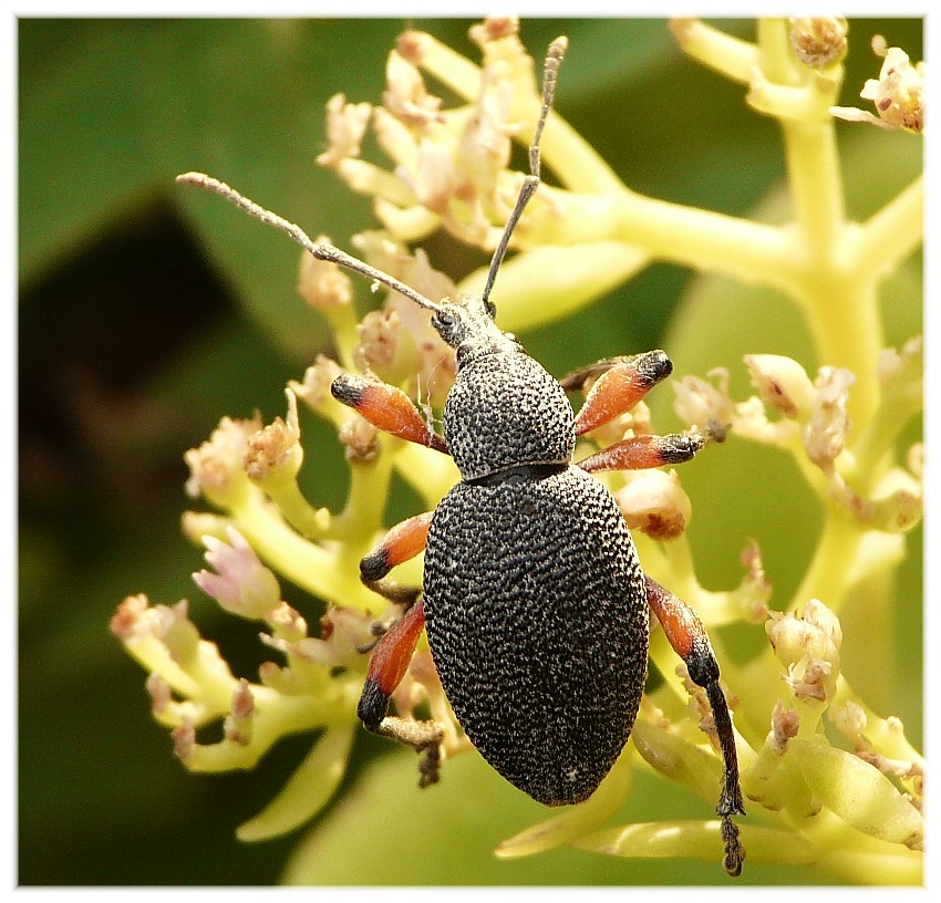 Insetti dalla Croazia:16.Otiorhynchus cardiniger (Curcul.)